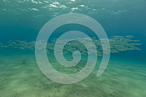 Striped mackerel in the Red Sea.