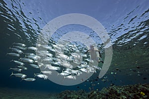 Striped mackerel and snorkler