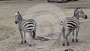 Striped Majesty: Close-Up of Zebra in a Captivating Zoo Setting