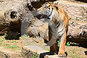 A striped male tiger roaring showing its tusks. Empty copy space