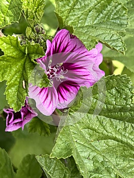 Striped mallow, Cottage-garden favourite Malva sylvestris â€˜Zebrinaâ€™