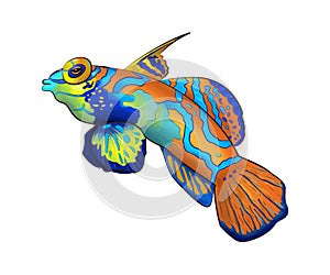 Striped Mandarinfish cartoon