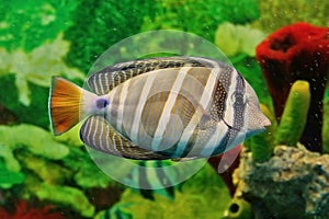 Striped marine fish