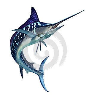 Striped marlin on sea, fish sword