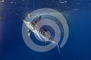 Striped marlin and sea lion hunting in sardine bait ball in pacific ocean