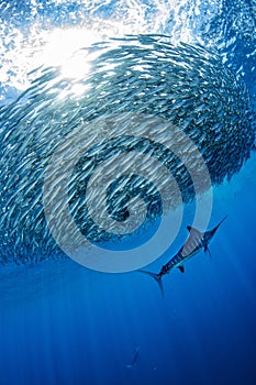 Striped marlin and sea lion hunting in sardine bait ball in pacific ocean