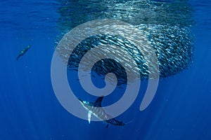 Striped marlin and sea lion hunting in sardine bait ball in pacific ocean