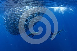 Striped marlin and sea lion hunting in sardine bait ball in pacific ocean