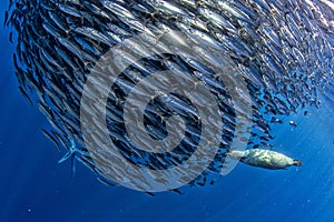 Striped marlin and sea lion hunting in sardine bait ball in pacific ocean