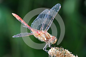 Striped Meadowhawk Dragonfly Profile