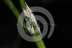 Striped Mealybug - Ferrisia virgata