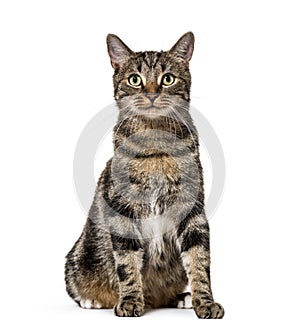 Striped mixed-breed cat sitting, isolated on white, (2 years old