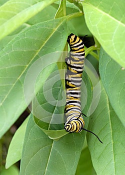 Striped Monarch Caterpillar Nibbles on Milkweed Leaf