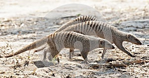 Striped mongoose