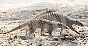 Striped mongoose photo