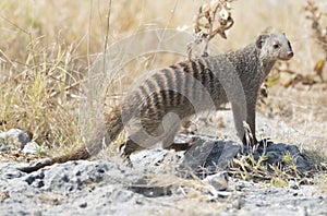 Striped mongoose. photo
