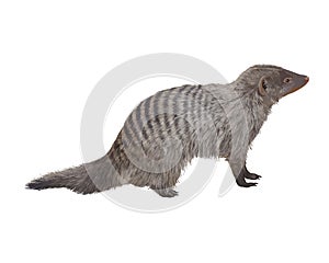 Striped mongoose. Realistic detailed illustration photo