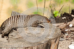 The striped mongoose rests on a stump in Ruaha National Park ,Iringa,Tansania