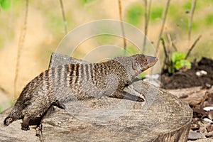 The striped mongoose rests on a stump in Ruaha National Park ,Iringa,Tansania