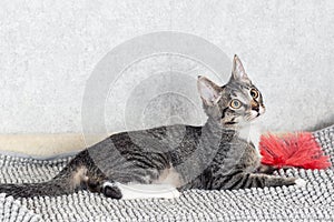 A striped mongrel kitten lies at home on a gray mat