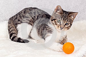 A striped mongrel kitten lies next to an orange ball