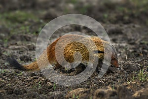 Striped-necked Mongoose - Herpestes vitticollis photo