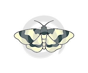 Striped nocturnal moth, butterfly and moth, logo design. Flying insects, nature, entomology and entomological, vector design