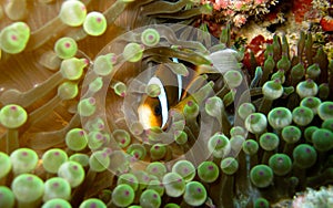 Striped orange clownfish hiding in bubble anemone