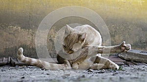 A striped orange male cat licks itself