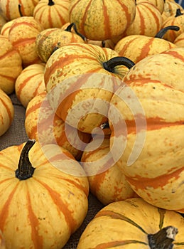 Striped Orange Pumpkins