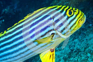 Striped Oriental Sweetlips, South Ari Atoll, Maldives