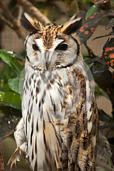Striped owl