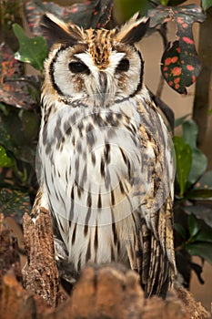 Striped owl