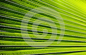 Striped of palm leaf, Abstract green texture background