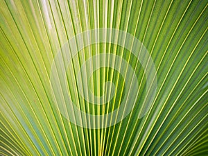 Striped of Pattern Fountain Palm Leaf