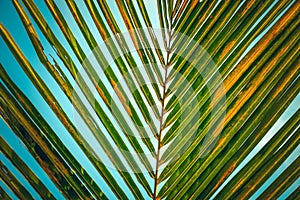 Striped pattern of palm leaf