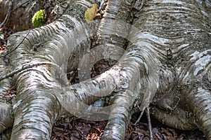 Striped pattern on the roots of the bark of a birch tree