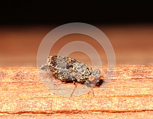 striped peacock fly (Callopistromyia annulipes)