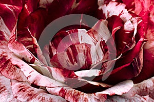 Striped pink rose closeuo background