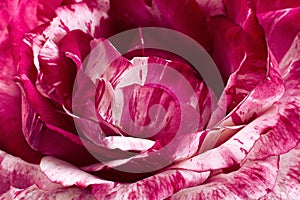 Striped pink rose closeuo background