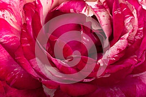 Striped pink rose closeuo background