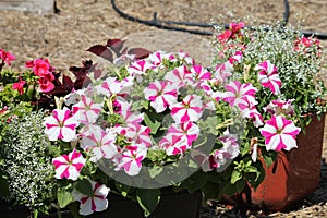 Striped pink and white flowers of Petunia Grandiflora plant in garden