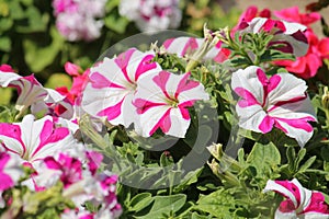 Striped pink and white flowers of Petunia Grandiflora plant in garden