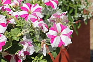 Striped pink and white flowers of Petunia Grandiflora plant in garden