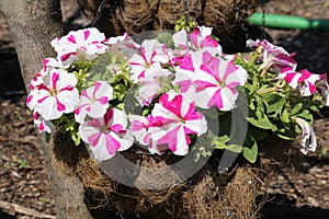 Striped pink and white flowers of Petunia Grandiflora plant in garden