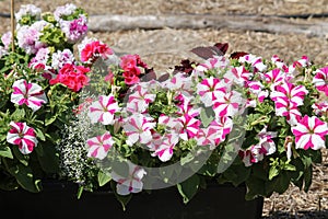 Striped pink and white flowers of Petunia Grandiflora plant in garden