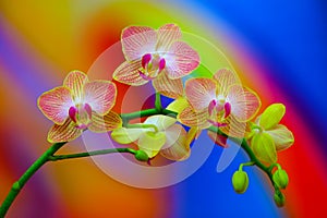 Striped pink and yellow phalaenopsis orchid flowers on gradient background