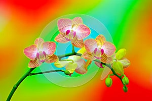 Striped pink and yellow phalaenopsis orchid flowers on gradient background