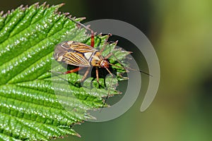 Striped Plant Bug - Rhabdomiris striatellus, resting on a bramble leaf.