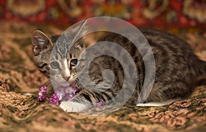 Striped playful kitten  on the couch